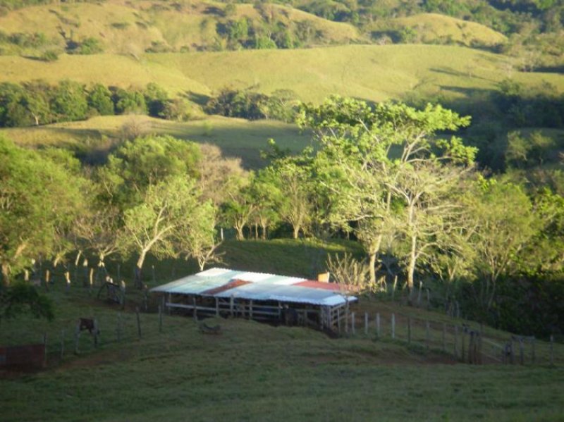 Foto Finca en Venta en Gualaca, Gualaca, Chiriquí - 200 hectareas - U$D 1.500.000 - FIV3504 - BienesOnLine