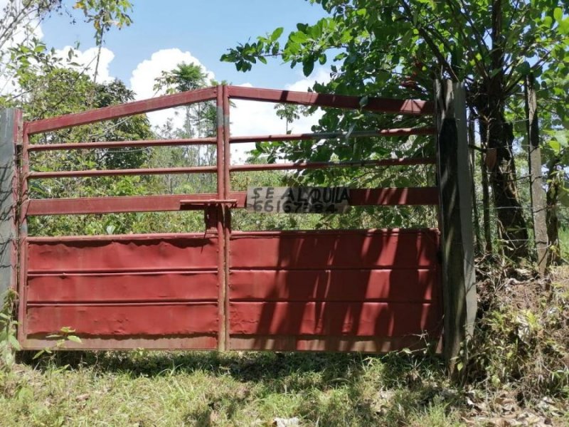 Finca en Alquiler en Ciri Grande, La Bonga Centro Capira, Panamá