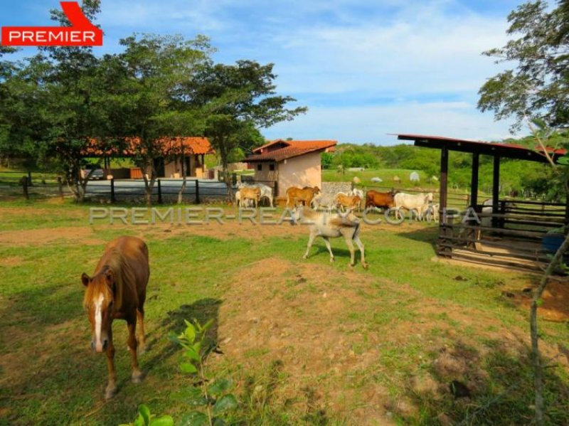 Foto Finca en Venta en El Cristo, El Cristo, Coclé - U$D 360.000 - FIV2916 - BienesOnLine