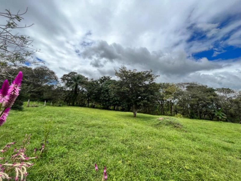 Terreno en Venta en San Pablo viejo Montilla, Chiriquí