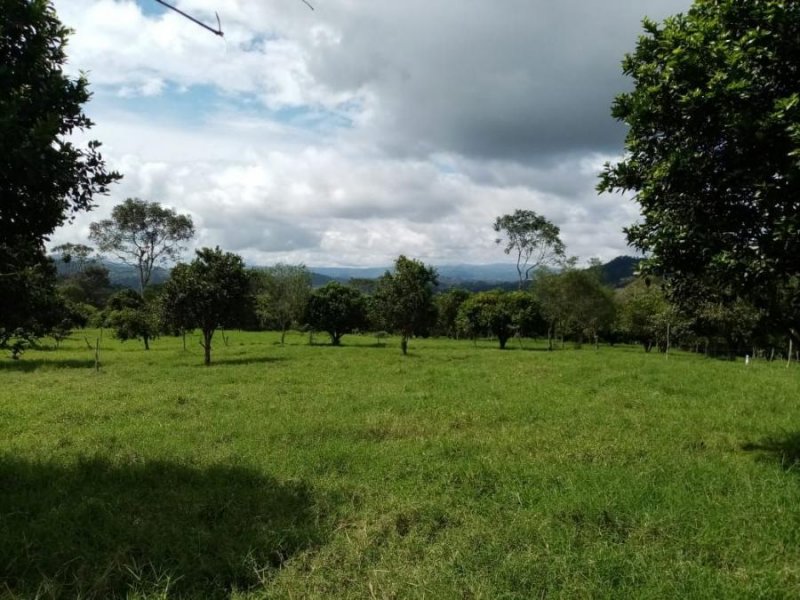 Finca en Venta en  La Fila, Chiriquí