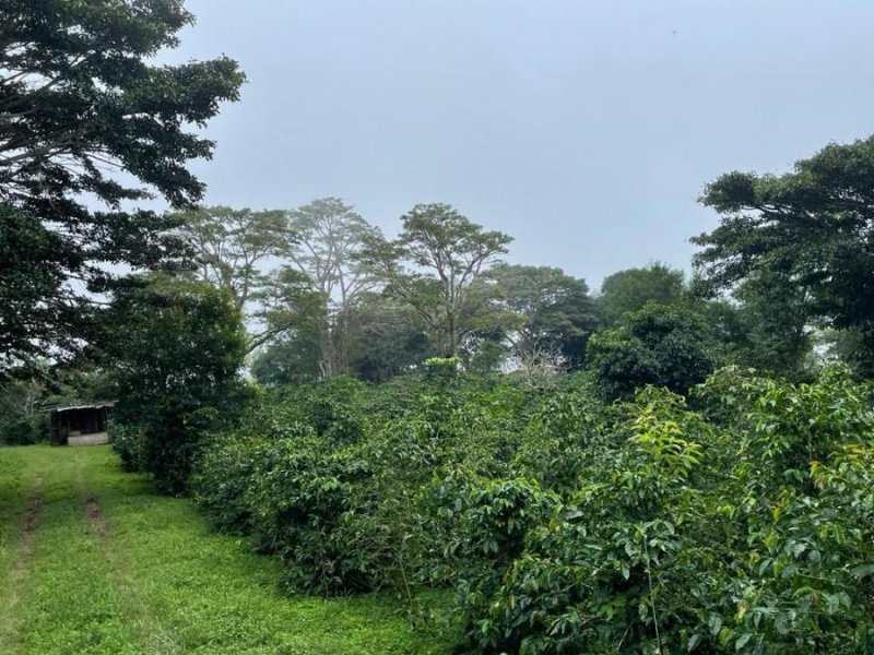 Finca en Venta en TIERRAS ALTAS Volcancito, Chiriquí