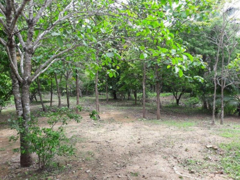 Foto Terreno en Venta en PENONOME, EL HATILLO DE PENONOMÉ, Coclé - 8 hectareas - U$D 80.000 - TEV32993 - BienesOnLine