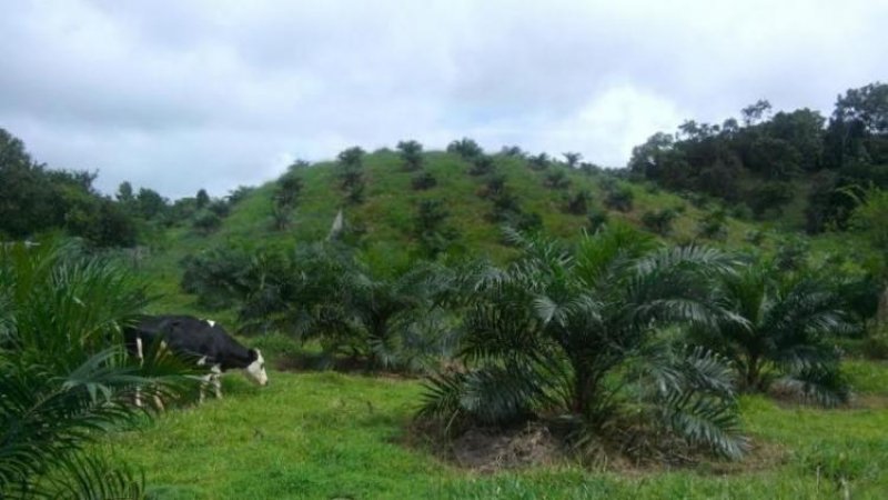 Foto Terreno en Venta en Chiriquí, Chiriquí - U$D 339.362 - TEV6731 - BienesOnLine