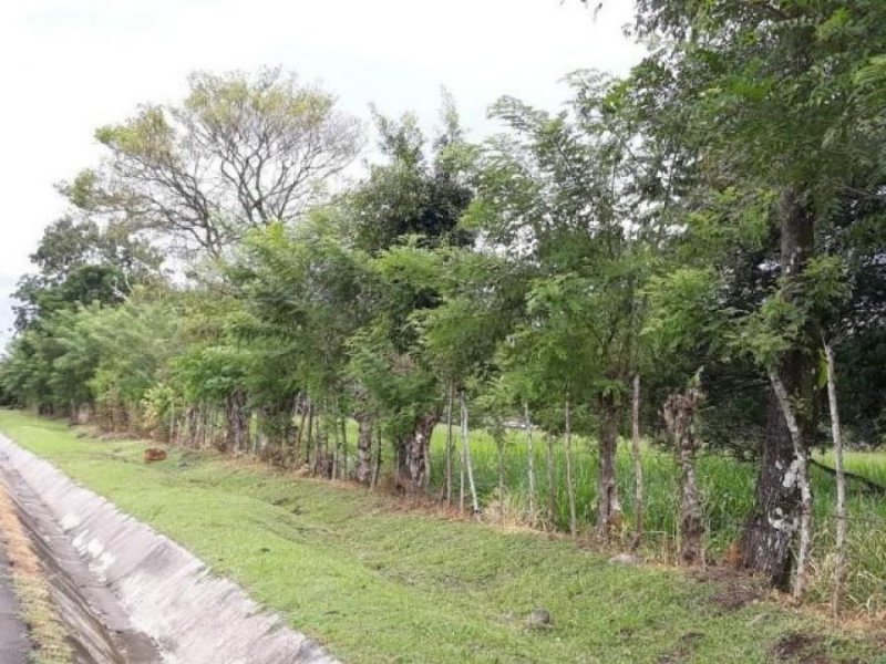 Foto Terreno en Venta en DAVID, Panamá - U$D 350.000 - TEV31278 - BienesOnLine