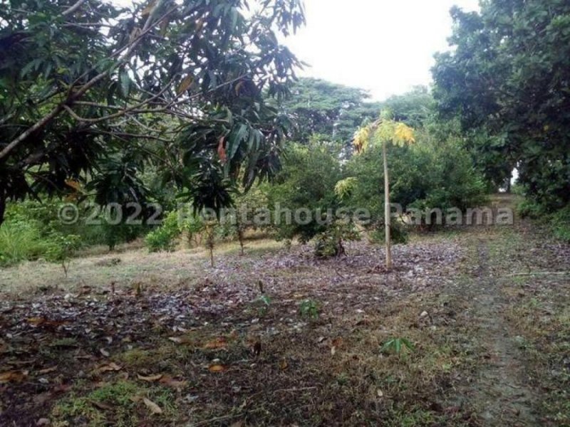 Foto Terreno en Venta en EL CHIRU, Panamá - U$D 750.000 - TEV61479 - BienesOnLine