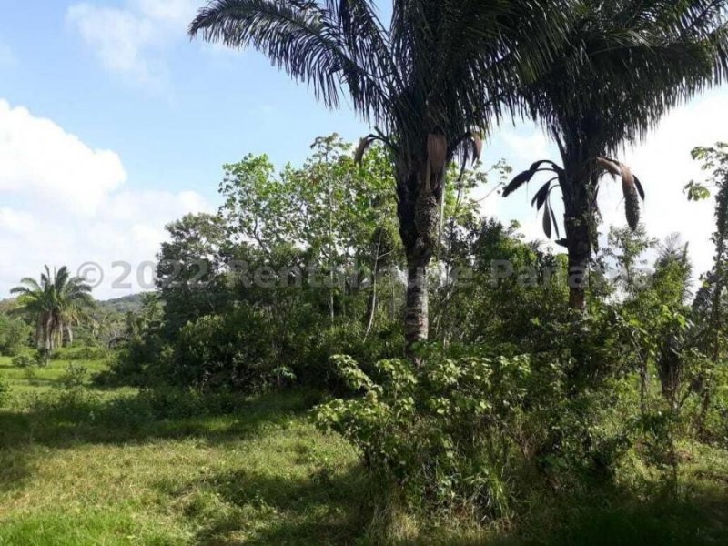 Terreno en Venta en  PEDREGAL, Panamá