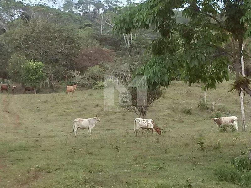 Finca en Venta en Penonomé Tulú, Coclé