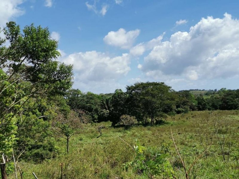 Finca en Venta en  Feuillet, Panamá