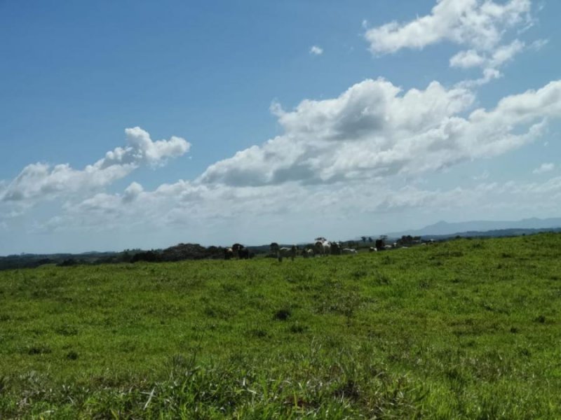 Finca en Venta en  Arosemena, Panamá