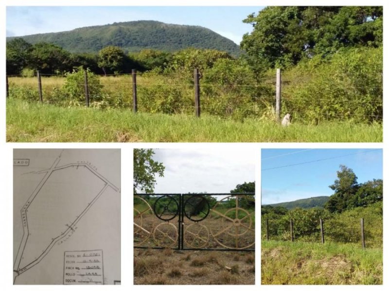 VENDO TERRENO DE 6.4 HECTÁREAS EN CAÑAVERAL - PENONOMÉ