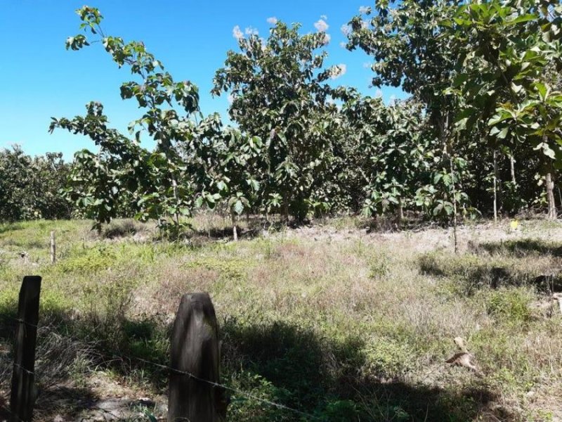 Terreno en Venta en  Pedregal, Panamá